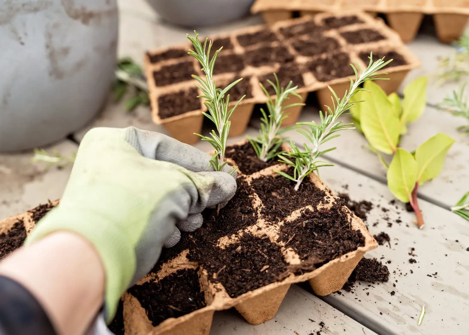 Picking Garden Items Lasting in Heat