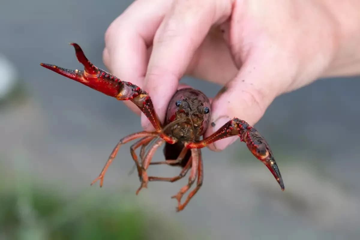 RED-SWAMP-CRAWFISH