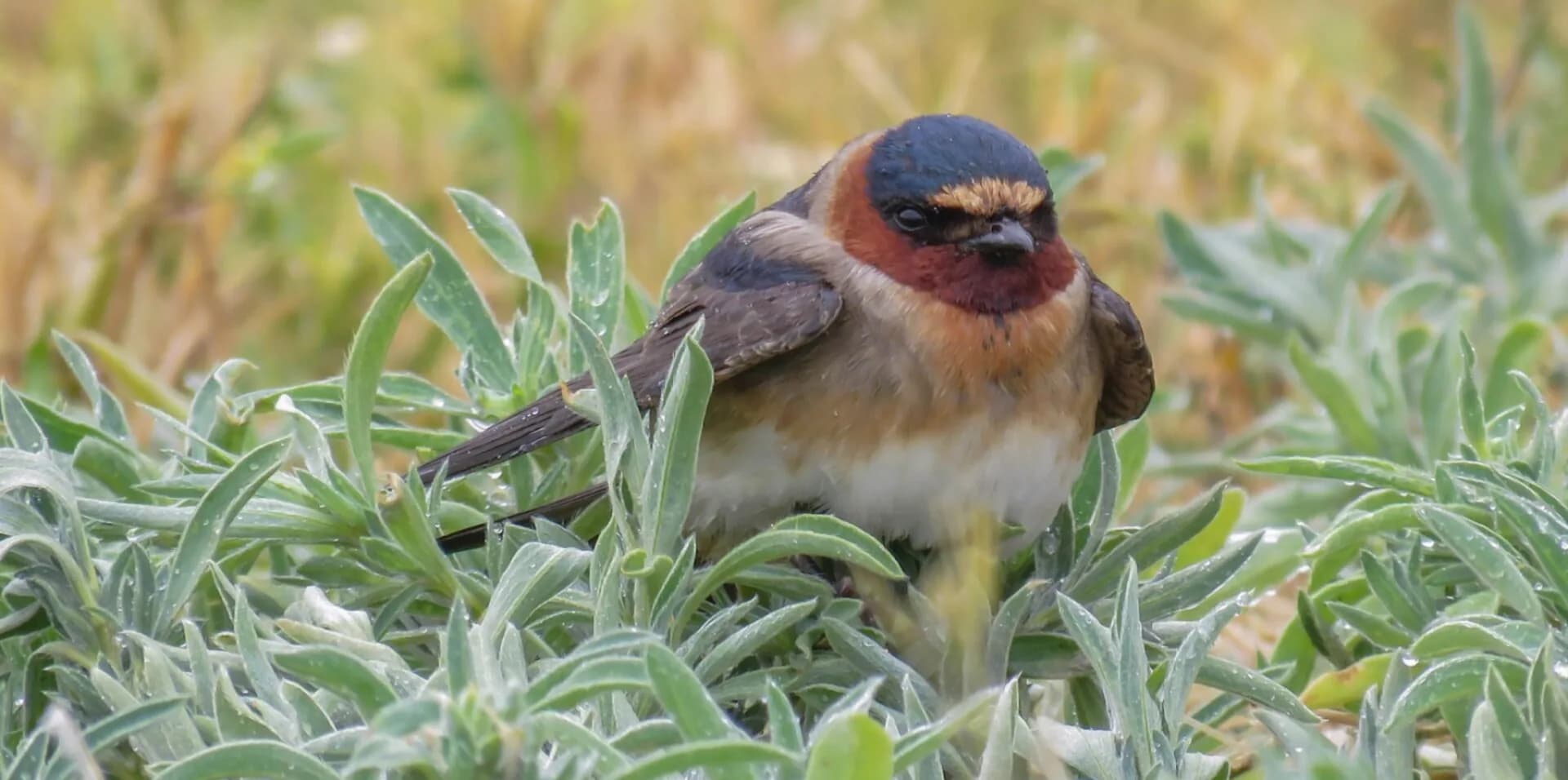 Creature Chronicles Swallow August 24