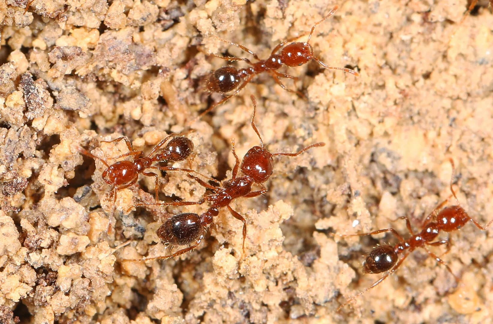 Red-fire-ant-closeup-Judy-Gallagher-CC-scaled
