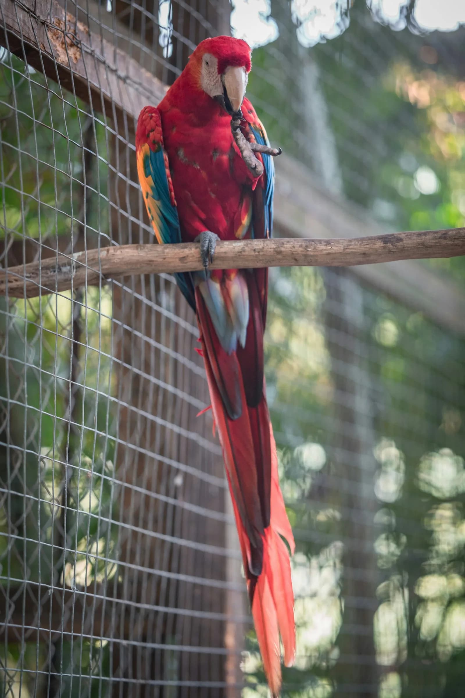 Bird Expo