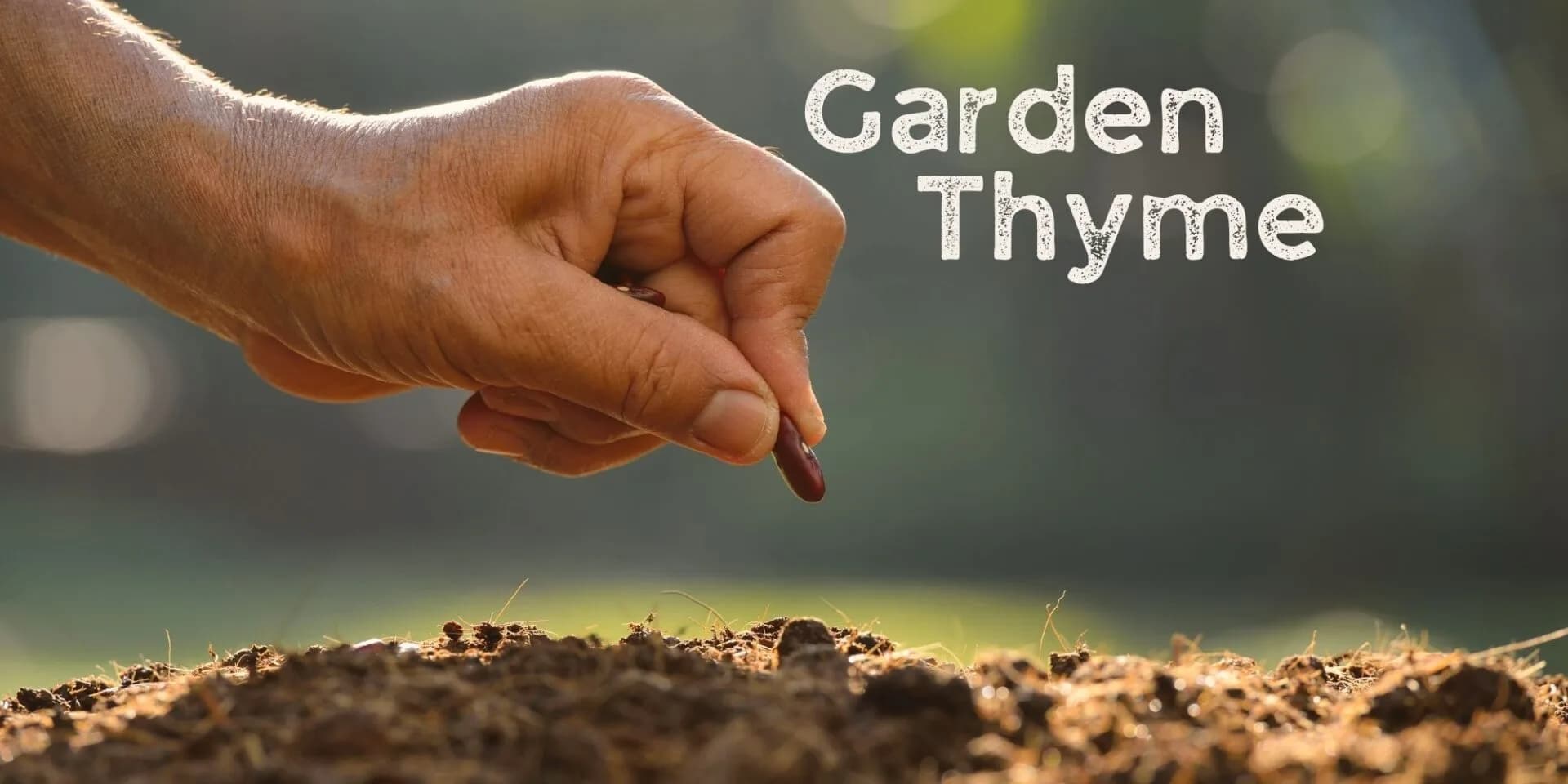 Garden Thyme Jan 2024