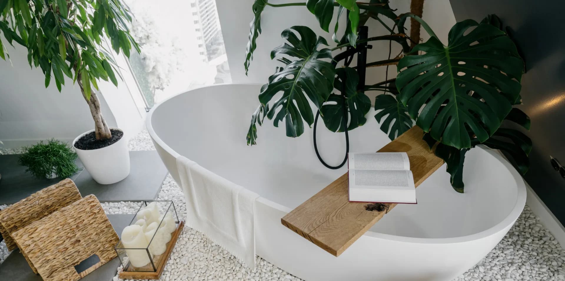 Bathroom Plants September 24