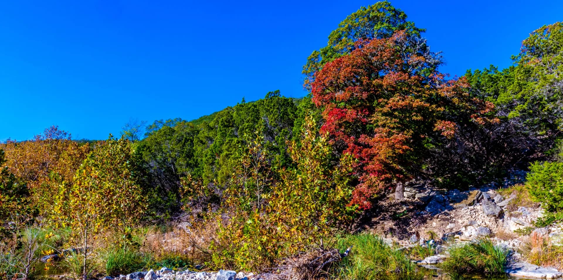 Lost Maples