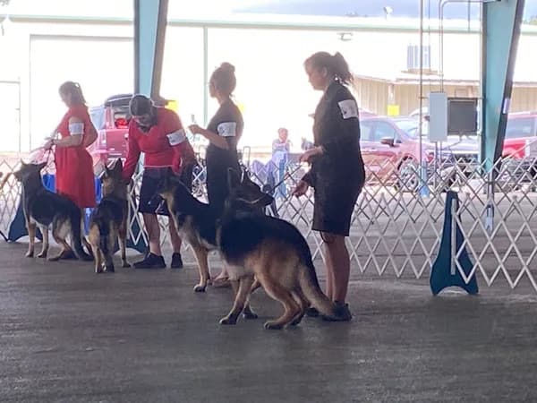 AKC Dog Show — Conroe Kennel Club